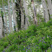 Aspen Ferns And Flowers 3 Art Print