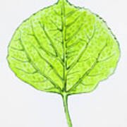 Aspen Leaf - Green Art Print