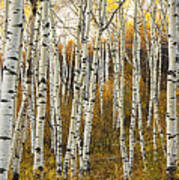 Aspen Tree Grove Art Print