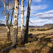 Aspen Trees Lamar Valley Art Print