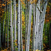 Aspens And Fern Vertical Art Print