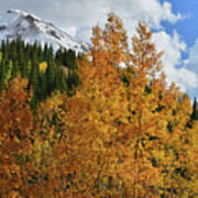 Aspens, Clouds And Red Mountain Art Print