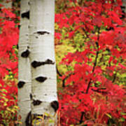 Aspens With Red Maple Art Print