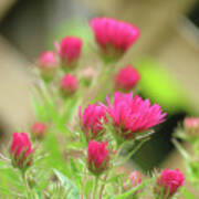 Asters And Lattice Art Print