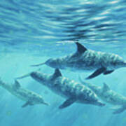 Atlantic Spotted Dolphin Art Print