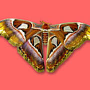 Atlas Moth 2 Sehemu Mbili Unyenyekevu Art Print