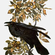 Audubon: Raven Art Print