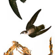 Audubon: Swift Art Print
