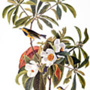 Audubon: Warbler, 1827-38 Art Print