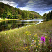 August Flowers On The Pond Art Print