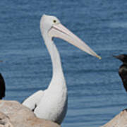 Australian Pelican And Cormorants Art Print