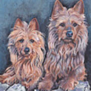 Australian Terriers Art Print