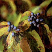 Autumn Berries 6047 Dp_2 Art Print