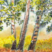 Autumn Birch Trees Art Print