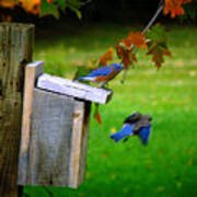 Autumn Blue Birds Art Print