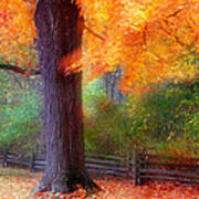 Autumn Color Maple Trees By Fence Line Art Print