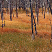 Autumn Grasses In Yellowstone Art Print