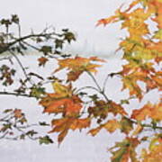 Autumn Maples Art Print