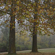 Autumn Trees With Fog Art Print