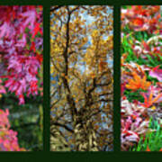 Autumn Triptych Art Print
