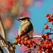 Autumn Waxwing Art Print