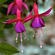 Autumnal Fuchsia Art Print