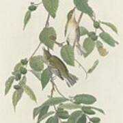 Autumnal Warbler Art Print