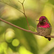 Avian-hummingbird 6 Art Print