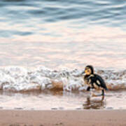 Baby Duck Running On A Beach Into The Waves Art Print