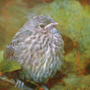Baby Sparrow - Digital Painting Art Print