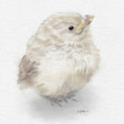 Baby Sparrow Art Print