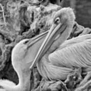 Baby White Pelican Talks To Mother White Pelican Art Print