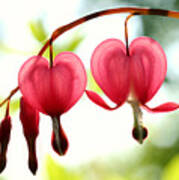 Backlight Bleeding Hearts Art Print