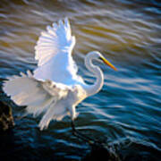 Balancing Act  Great White Egret Art Print