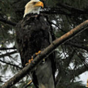 Bald Eagle Art Print