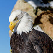 Bald Eagle Looking Down Art Print