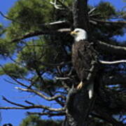 Bald Eagle Perched On Tree Art Print