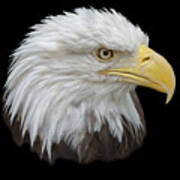 Bald Eagle Profile Art Print