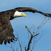 Bald Eagle Swoosh Art Print