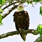 Bald Eagle With An Itch Art Print