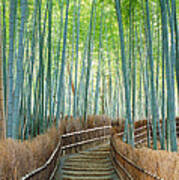 Bamboo Forest, Kyoto City, Kyoto Art Print