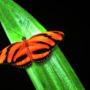 Banded Orange Longwing Art Print