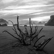 Bandon Beach Tree Art Print