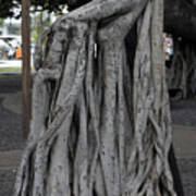 Banyan Tree, Maui Art Print