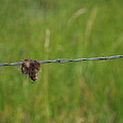 Barbed Wire Art Print