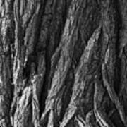 Bark On A Tree Art Print
