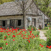 Barn And Castro Poppies Art Print