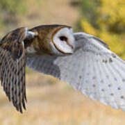 Barn Owl In Flight Art Print