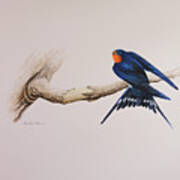 Barn Swallow Art Print