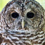 Barred Owl Closeup Art Print